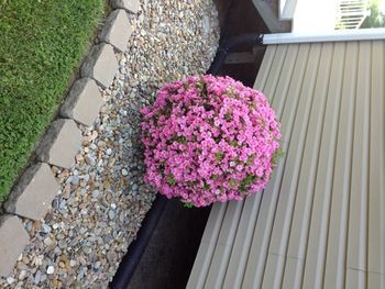 A picture of God's handy work around our house.
