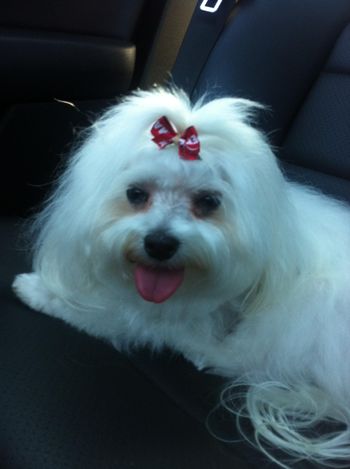 Lucy, April 2016
