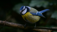 La prêche aux oiseaux - Saint François d'Assise, Olivier Messiaen
