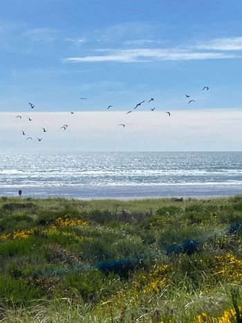 Ocean View

