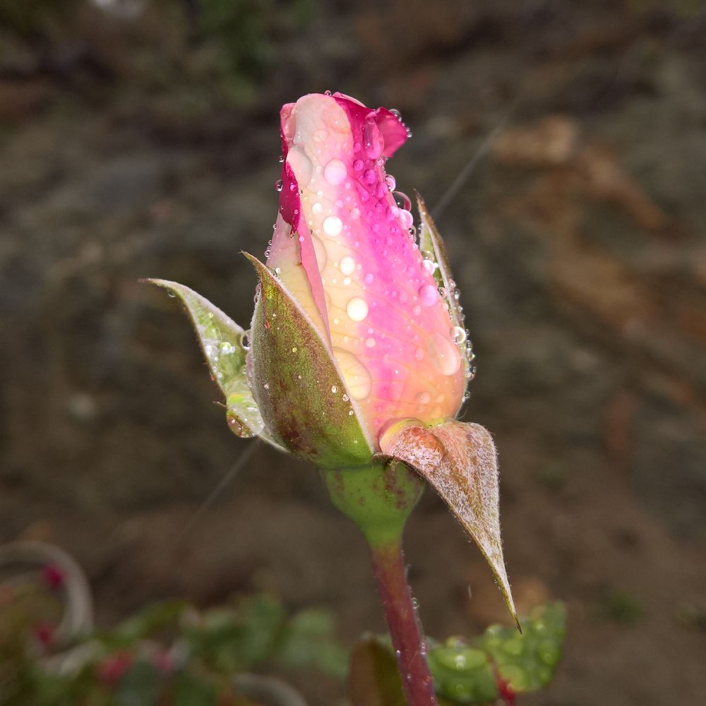 A pink and cream colored rosebud