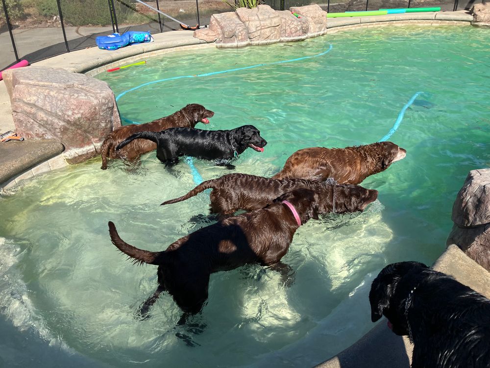 Six Labrador Retrievers Black and Chocolate Swimming in a pool.