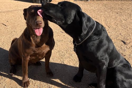 Two dogs, one licking the others face