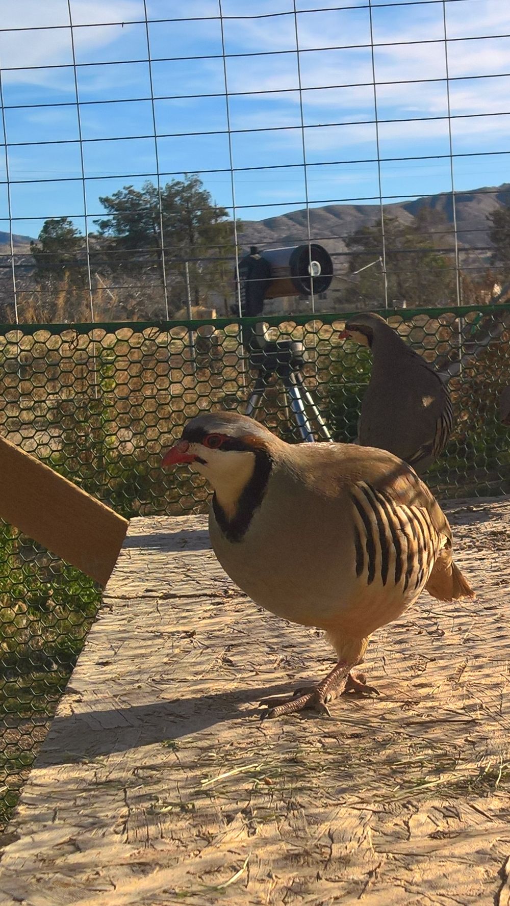 Chukar bird in large pen.