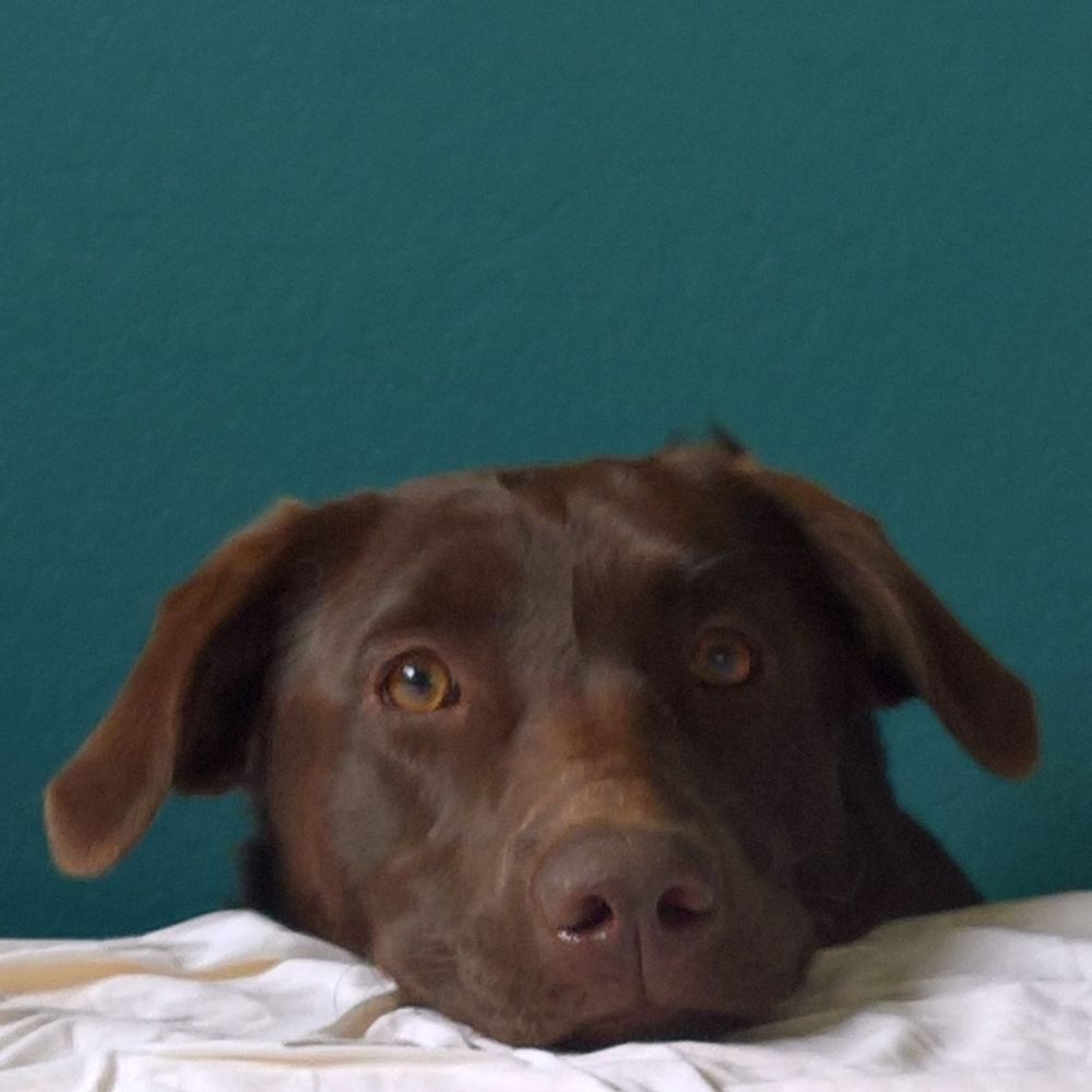 Brown dog staring straight at you.