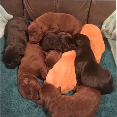 A litter of  Labrador puppies