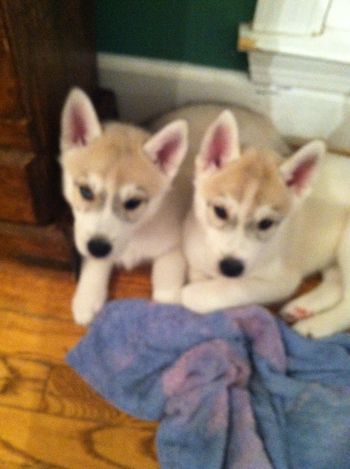 Minerva and Morgan
