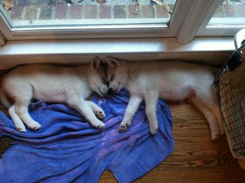 Merlin and Magnus
