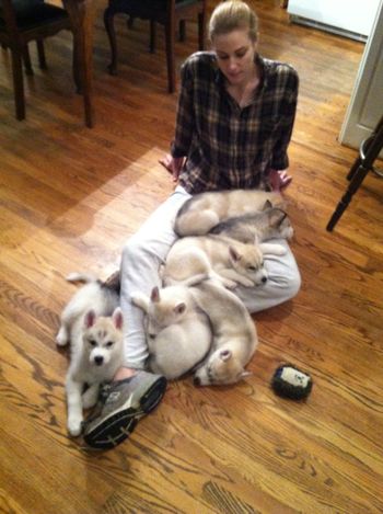 puppies - the best way for a law student to chill out
