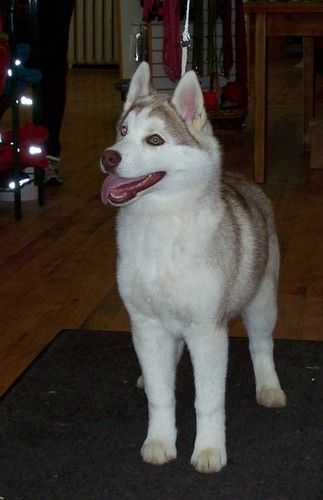 Shimmer training for the show ring at age 4 months
