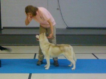 Shimmer ( now called Meg) at handling class November, 2012
