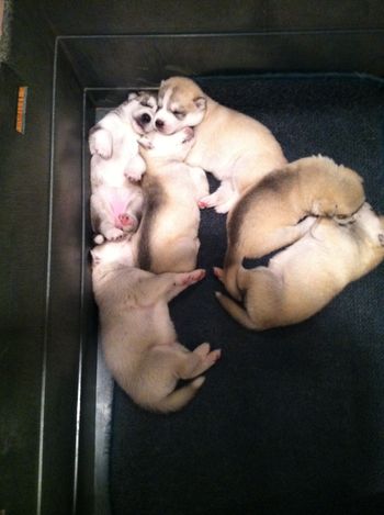 WHELPING BOX
