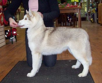 Shimmer - 4 months
