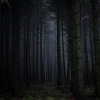 Shadow in the Woods by Gipfel