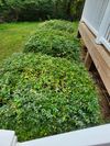 YARD CLEANUP 2 PEOPLE 1 FULL MEDIUM TRAILER
