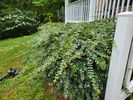YARD CLEANUP 2 PEOPLE 1 FULL MEDIUM TRAILER