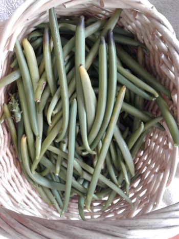 These are harvested ripe vanilla beans. note the yellow tips on most.
