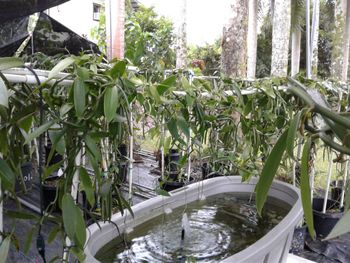 fish ponds located in the Vanilla green houses add humidity and moisture.  Plus we think the vanilla really love them.

