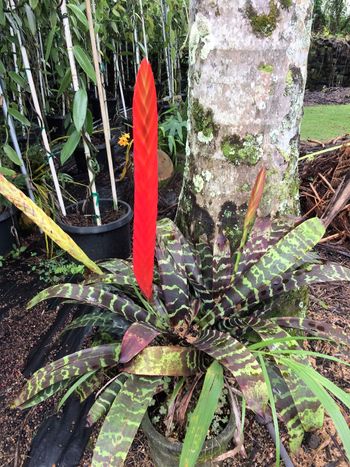 Bromiliads like to hang out around the shade houses.

