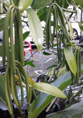 Jeff and I often just sit in the shade houses as the beans, fish and vines talk to us.
