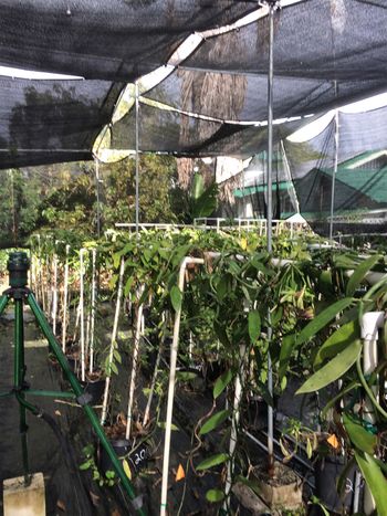 Our vines are in pots rather than in trenches as elsewhere. Pots rather than trenches provide better access & removal if needed.
