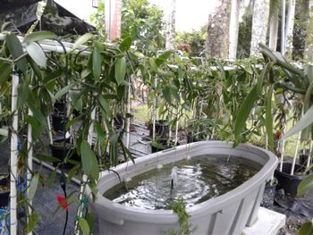 fish pond.
