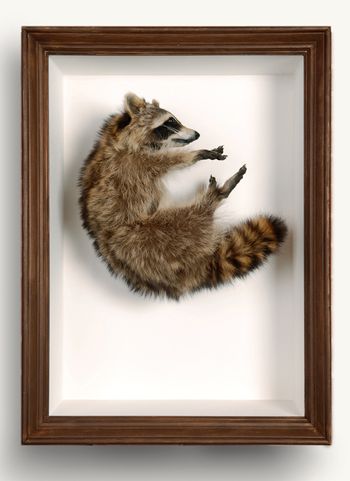 Raccoon
