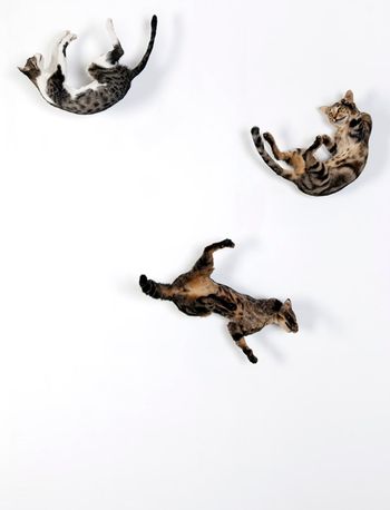 Senza Terra: Cat – Cats (street)

