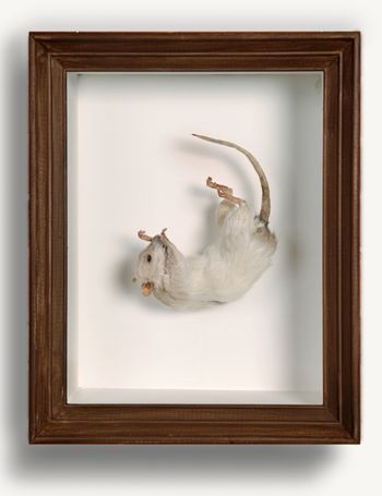 Rat
