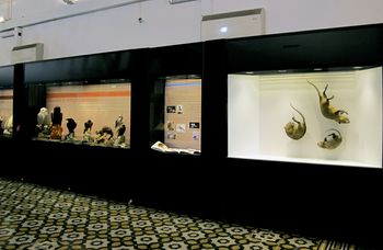 Senza Terra: Nutria (Museum View)
