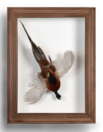 Pheasant
