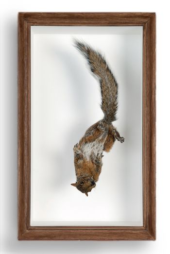 Squirrel
