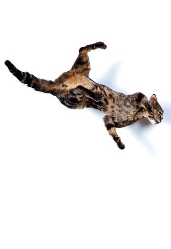 Senza Terra: Cat – Van Horne
