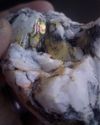 Rainbow Aura Quartz on Milky Quartz Matrix