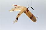 OG KILLER MEALIE MINIJIG TUBE BAIT