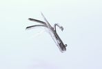 BLACK SIERRA CANDIES MINIJIG TUBE BAIT