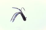 BLACK BLUE FLAKE CUSTOM MINIJIG TUBE BAIT