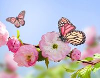 SPRING INTO SPRING 