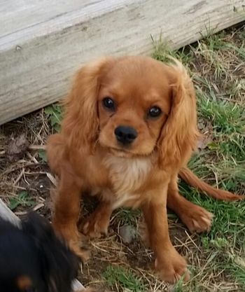 4 months old
