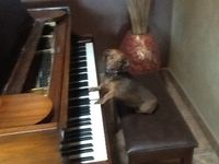 Chris Cordova Solo Piano at Old Town Farm