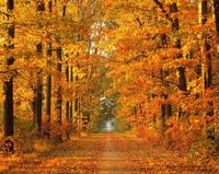 Learn To Play "Autumn Leaves"