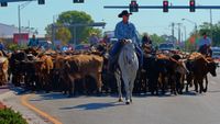 Immokalee Cattle Drive & Jamboree  
