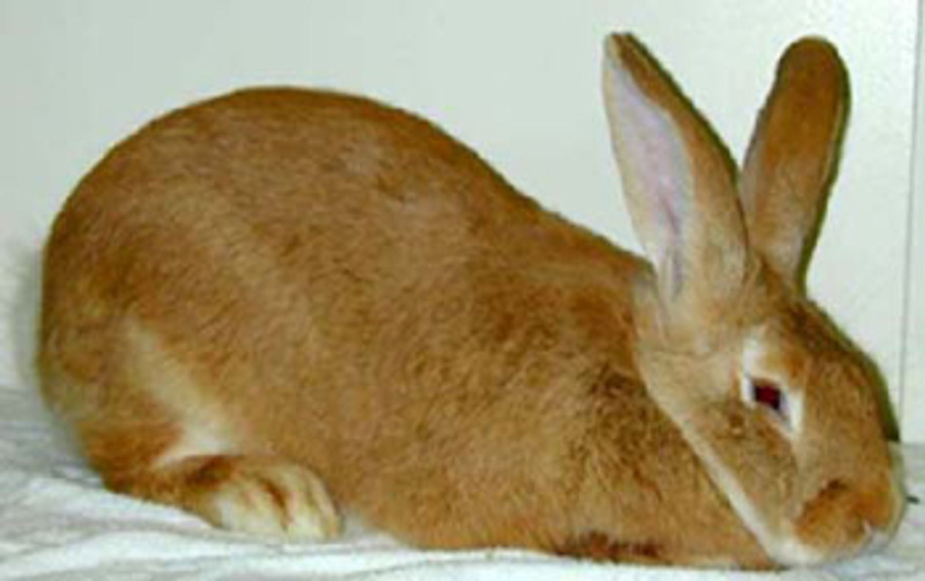 Happy Tails Flemish Giants - The 20+ Pound Club