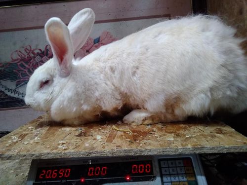 Happy Tails Flemish Giants - The 20+ Pound Club