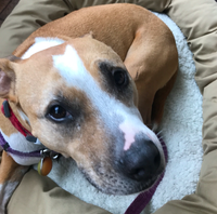 Woofstock (CANCELLED-Due to rain)
