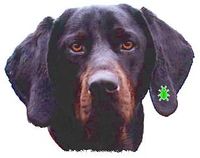 Licking County Humane Society Fundraiser