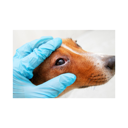 OFA Eye Exam