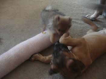 Monkey playing with Neut
