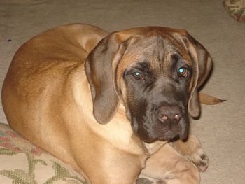4 mos old.

