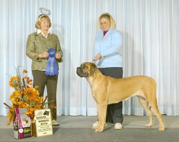 Winners Bitch at the Mastiff Booster October 31, 2010 under judge Keke Kahn
